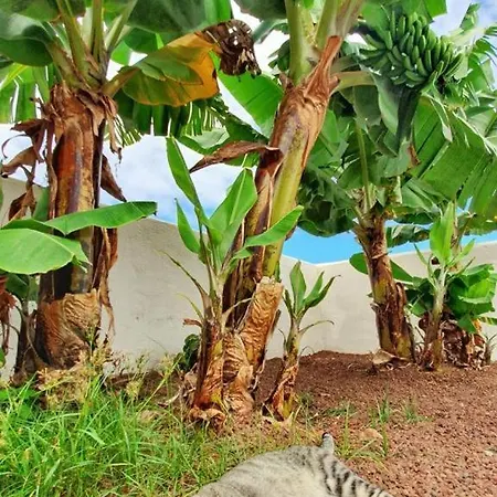 Casas En Ecologica La Espiral, Naturaleza, Calma Y Vistas Al Mar, Σπίτι διακοπών Icod el Alto